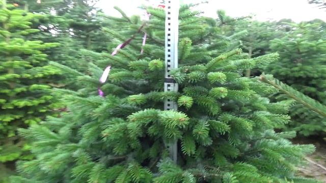 Пихта Нордмана срезанная 22048 смотреть онлайн