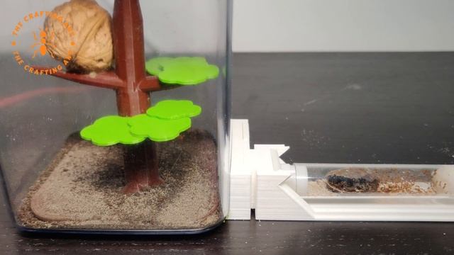 Giving our Acorn ants a new home! Temnothorax Nyrlanderi Part 2 смотреть онлайн