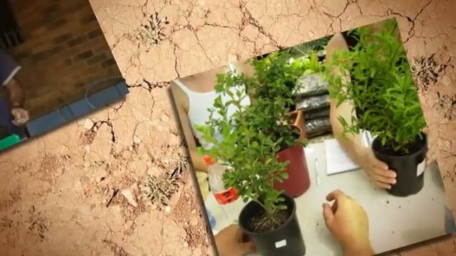 How to grow Bonsai Trees смотреть онлайн