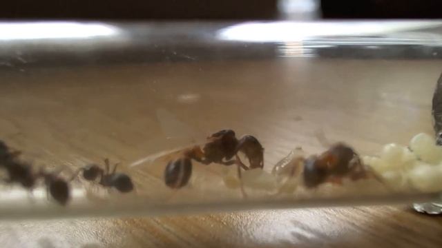 Pogonomyrmex Rugosus - 20/8/2011.