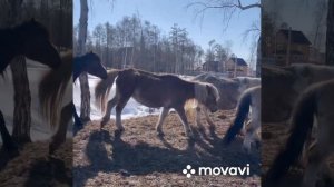 Весенний  водопой КРС. Верхом на быках. Ынах, о5ус.