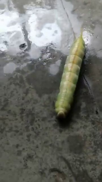 GUSANO VERDE смотреть онлайн