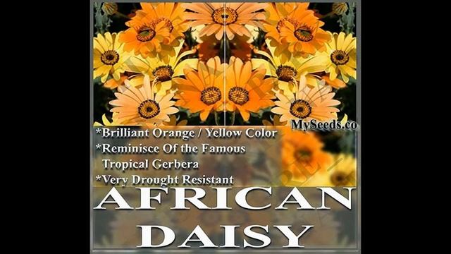 African Daisy Seed - Dimorphotheca sinuata - African Daisy FLOWER SEEDS on www.MySeeds.Co смотреть онлайн