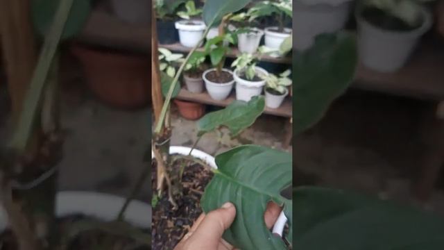 Rhaphidophora Puberula || Kecantikan Yang Tersembunyi