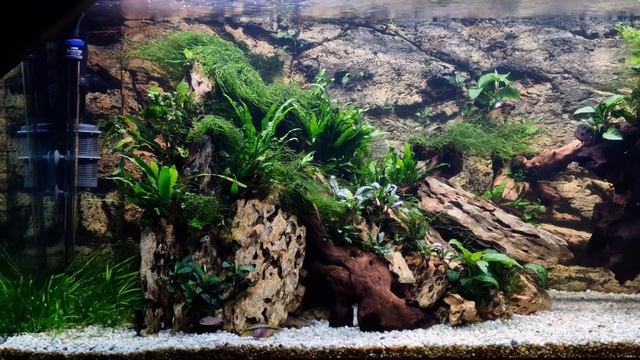 Comunitario De Loricáridos 1000 L, 18 Meses.