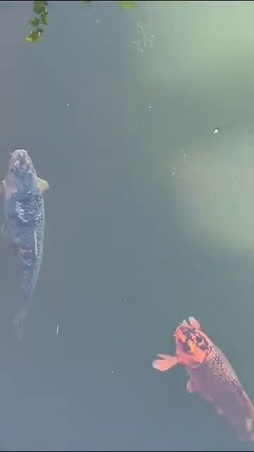 Ребята это карп Кои он водится в Японии и в Китае смотреть онлайн