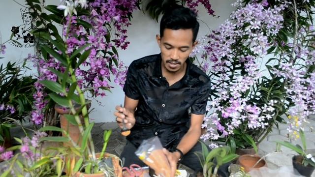 Agar Anggrek Berbunga lebat dan subur (tips bagi orang sibuk) смотреть онлайн