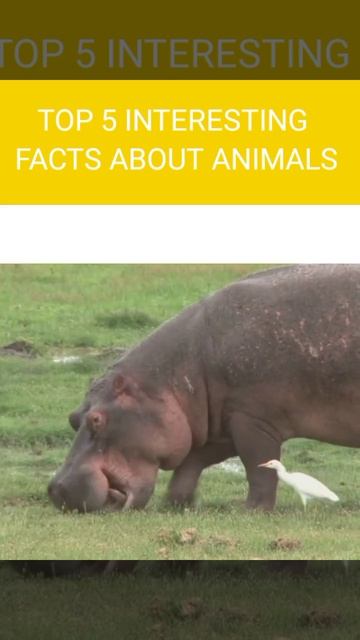 top 5 INTERESTING FACTS ABOUT ANIMALS # fact's #trending #fact # viral #shorts смотреть онлайн