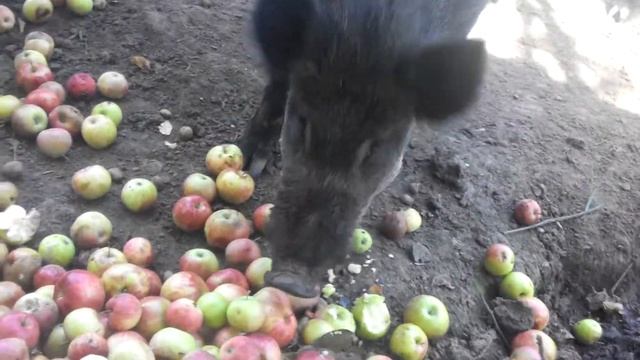 Реальные кабаны 2 смотреть онлайн