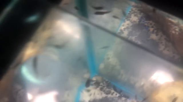 Top Feeding Carnivores Action