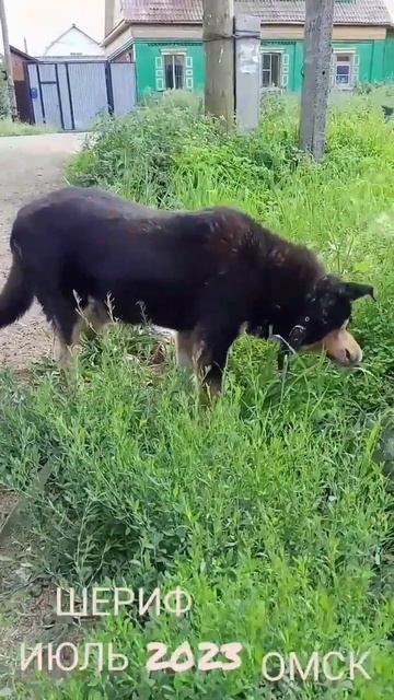 На лугу, на лугу, на лугу посутся... #трава #собака #омск смотреть онлайн