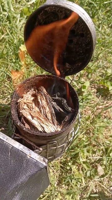 дымарь горит #shorts #medhoney #med-honey.ru #med-honey.by