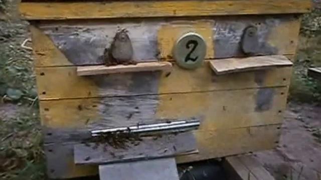 ПЧЕЛИНОЕ ВОРОВСТВО смотреть онлайн