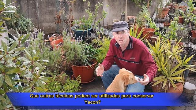 Como conservar batata yacon por muito tempo смотреть онлайн