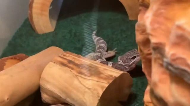 Meet PRADA the Leopard Gecko #leopardgecko #gecko #geckolove #leopard #sweet #animallover #geckos смотреть онлайн