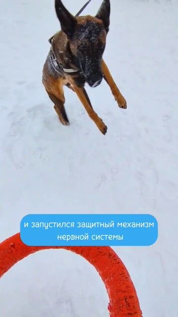 Как научить собаку команде голос