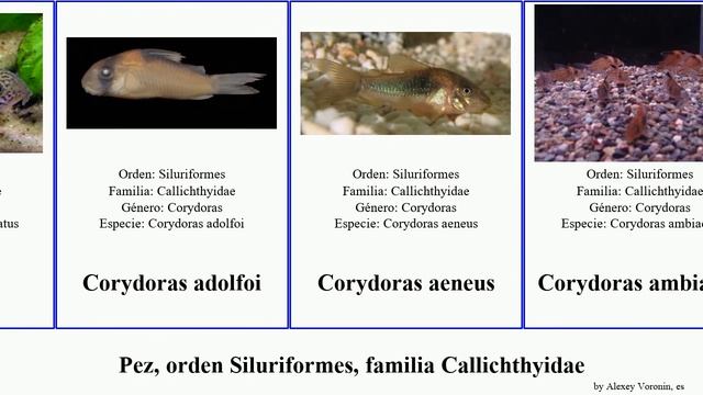 Pez, orden Siluriformes, familia Callichthyidae corydoras fish elegans splendens punctatus aeneus смотреть онлайн