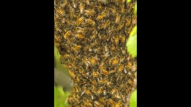 Bee Vomit Baby смотреть онлайн
