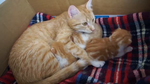 Кошка общается со своими котятами смотреть онлайн