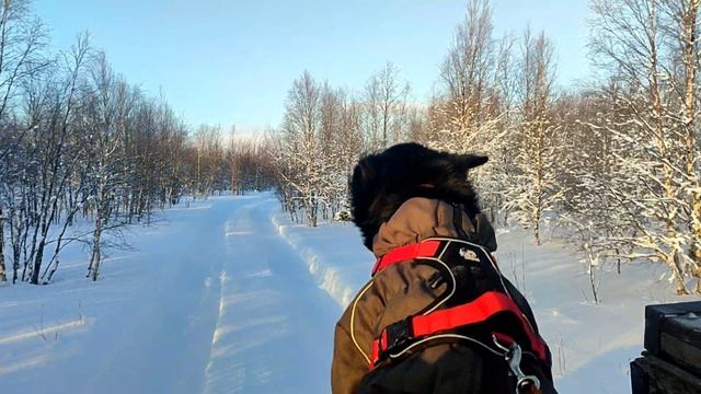 на гтт из Ловозера в Краснощелье и обратно