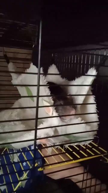 Мои крыски 🥰 #rat #крыса #крыски #shortvideo #dearfriend #shortsvideo #game #проказник #приключения смотреть онлайн