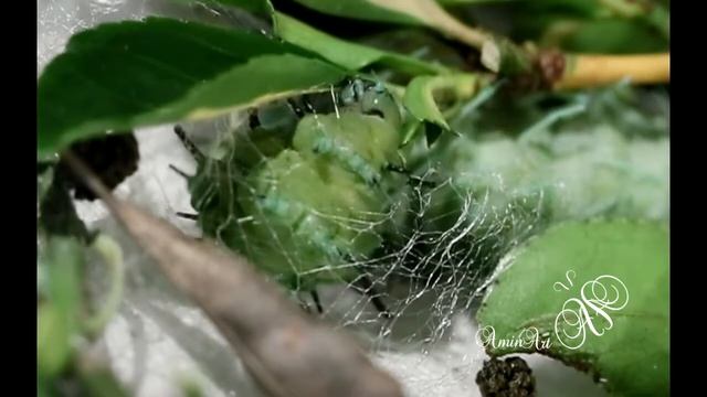 Attacus atlas larva pupating смотреть онлайн