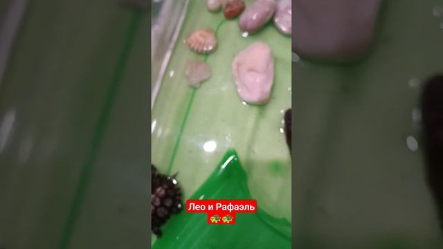 Любимые черепашки #черепахи #черепашки_ниндзя #popular #shorts #ocean #popular