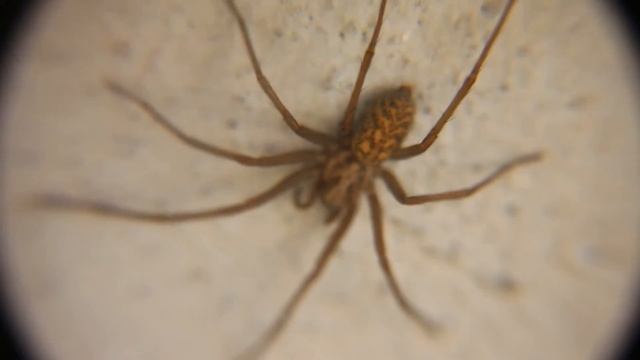 Naturbeobachtung Hausspinnen(Tegenaria domestica(Clerck 1757)) смотреть онлайн