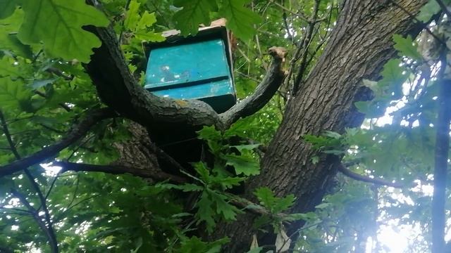 11 июня рой на дубе смотреть онлайн
