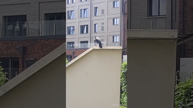 ворона смотреть онлайн