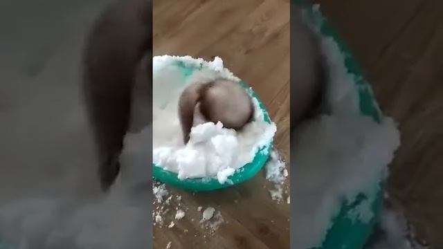 Мой хорёк купается в снегу