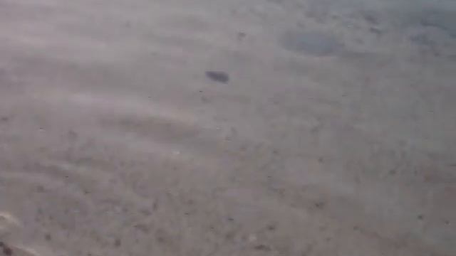 Blaupunkt-Stechrochen, juv. (Taeniura lymma) смотреть онлайн