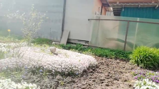 Майские денёчки. Мои первоцветы смотреть онлайн