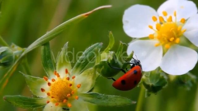 Stock Footage - Ladybug On Flower 1 | VideoHive смотреть онлайн