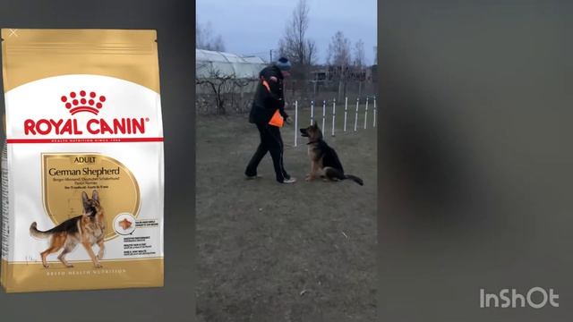 Дрессировка н.о. смотреть онлайн