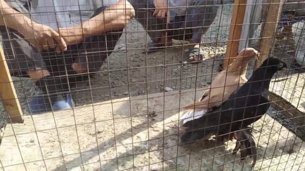 Asaka kaptar bozor 1-qism 5-avgust, 2022