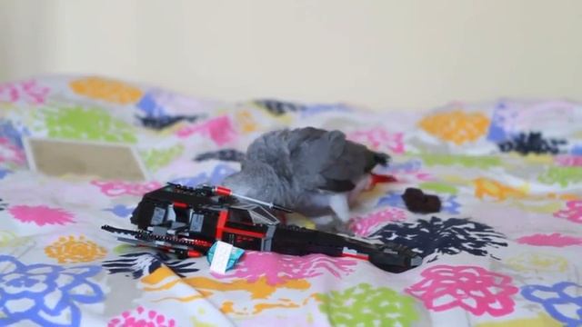 Phillip The Bird смотреть онлайн