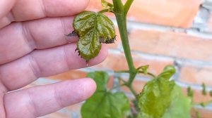 Бордоская смесь по листу. Перед применением посмотрите видео.  #обработка#виноград#милдью#антракноз