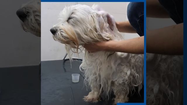 EpiSoothe™ Shampoo for dogs and cats смотреть онлайн