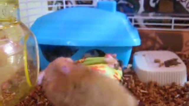 Hamster and stuff toy - funny смотреть онлайн