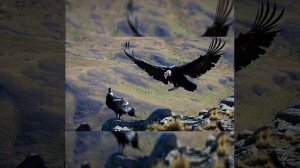 Поль Мориа — Полет Кондора !