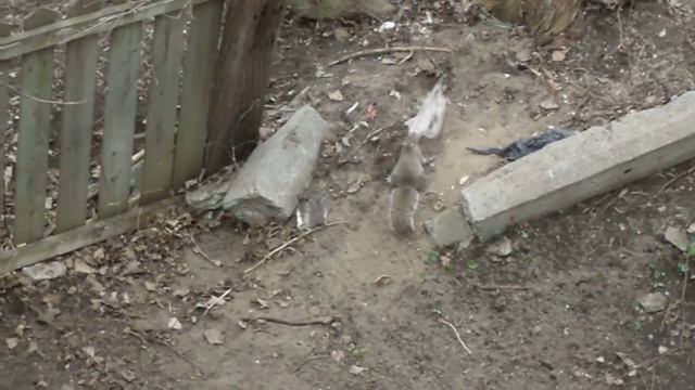 squirrel)))))белка смотреть онлайн