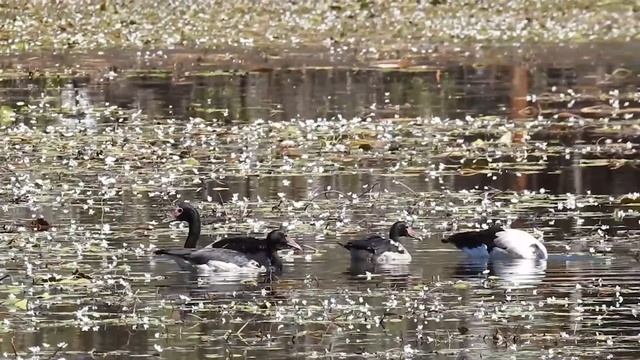 MAGPIE GEESE - Floating on a lake of white Water Lilies смотреть онлайн