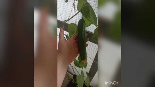 Чемпион 🏆 Мой первый огурец 🥒 смотреть онлайн