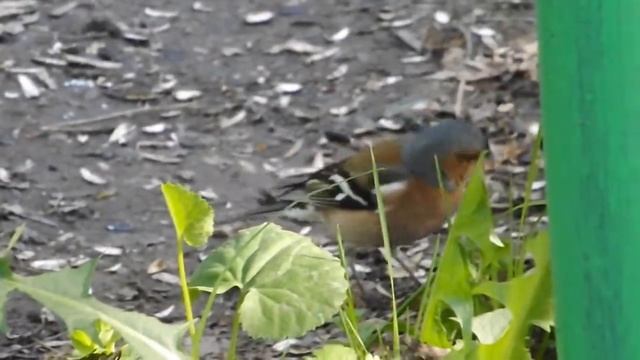зяблик на земле (chaffinch On The Ground), май 2013 г.