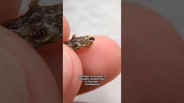 He's the coolest looking silkworm morph I've produced yet! смотреть онлайн