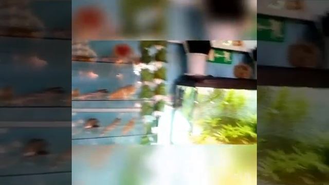 Животные вокруг меня страх,милота,адринолин!!! смотреть онлайн