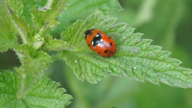 Biedronka siedmiokropka - Coccinella septempunctata cz1 смотреть онлайн