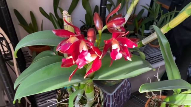 Orchid Chat Happy New Year 2021 смотреть онлайн