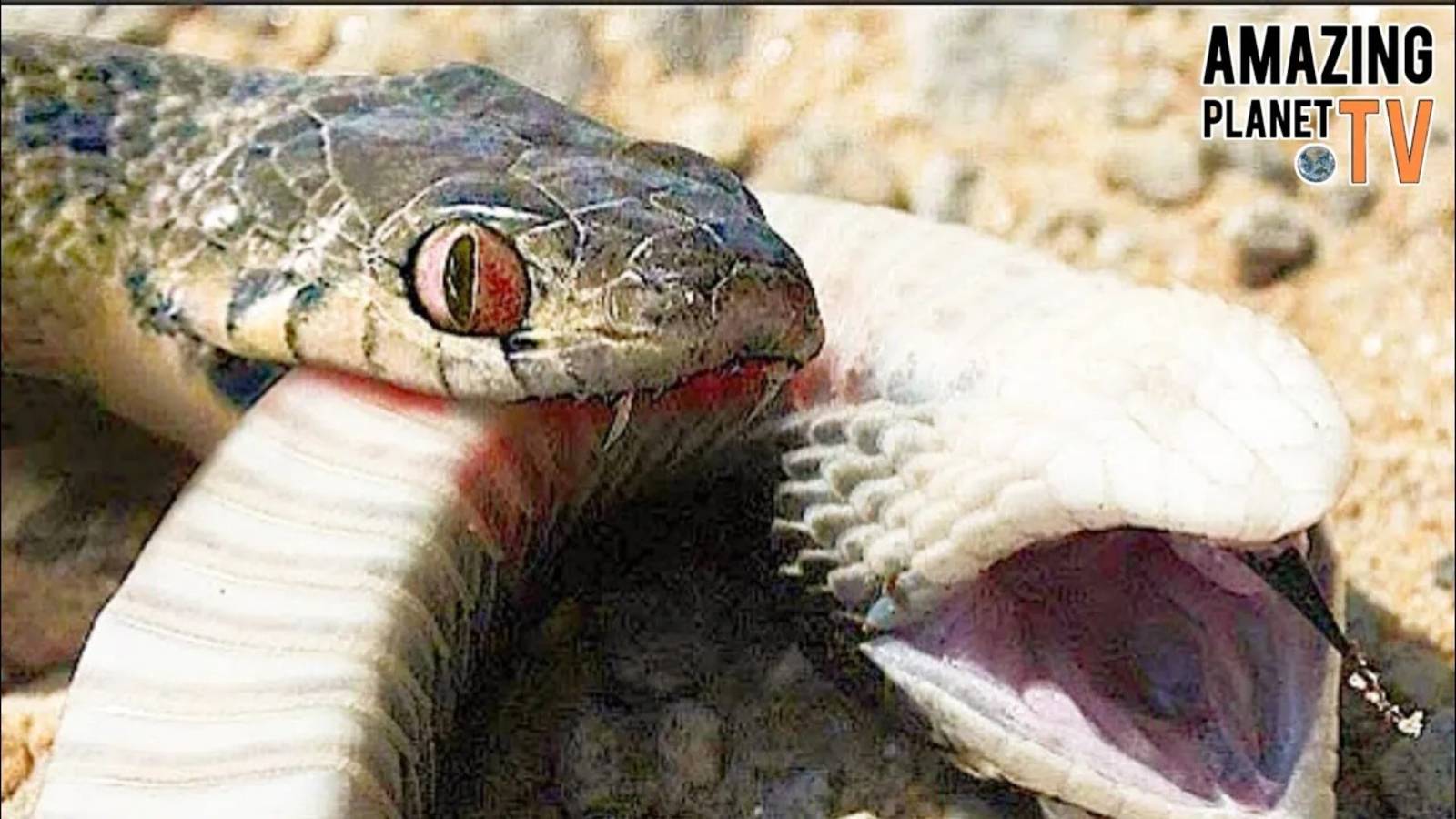 Змее поставили памятник! Уникальная история охотника на гадюк